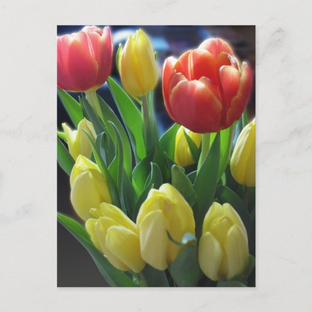 Dutch Tulips Postcard (Front)