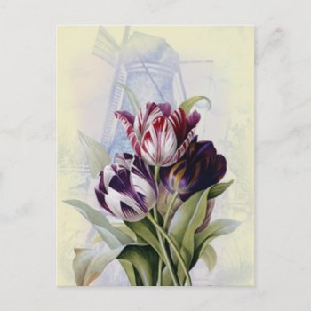 Dutch Tulips Postcard by WickedlyLovely at Zazzle