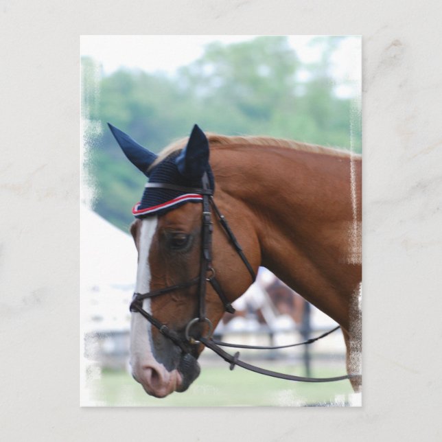 Dutch Warmblood Horse Postcard (Front)