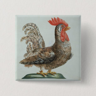 Dwarf Cockerel, c.1767-76 (hand coloured engraving Pinback Button