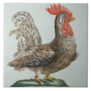 Dwarf Cockerel, c.1767-76 (hand coloured engraving Tile