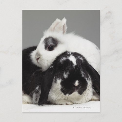 Dwarf_eared rabbit leaning over lop_eared postcard