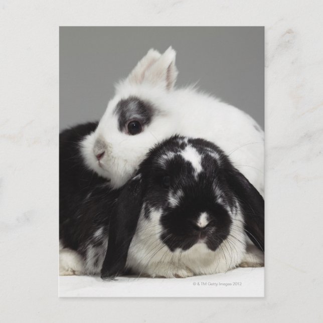 Dwarf-eared rabbit leaning over lop-eared postcard (Front)