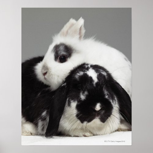 Dwarf_eared rabbit leaning over lop_eared poster