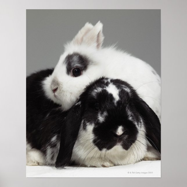Dwarf-eared rabbit leaning over lop-eared poster (Front)
