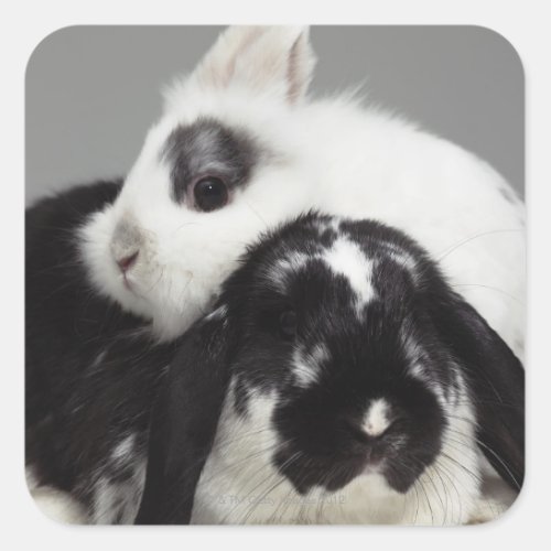 Dwarf_eared rabbit leaning over lop_eared square sticker