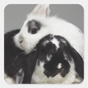 Dwarf-eared rabbit leaning over lop-eared square sticker