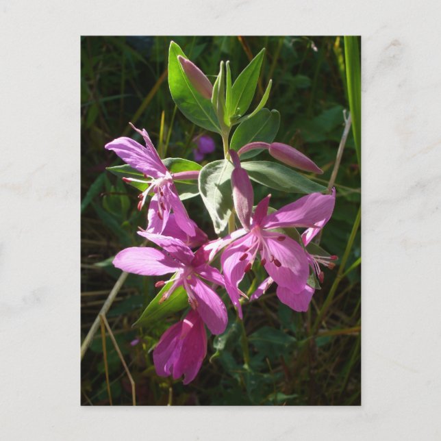 Dwarf Fireweed Blossoms, Unalaska Island Postcard (Front)