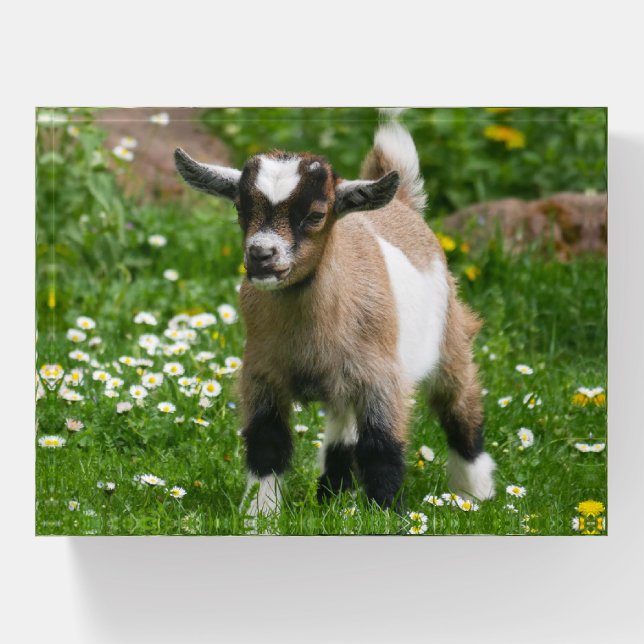Dwarf Goat Kid in Flowers Paperweight (Front)
