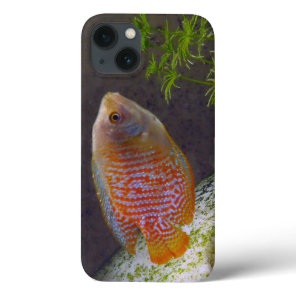 Dwarf Gourami Fish iPhone 13 Case