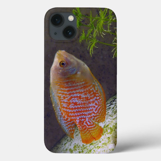 Dwarf Gourami Fish Case-Mate iPhone Case (Back)