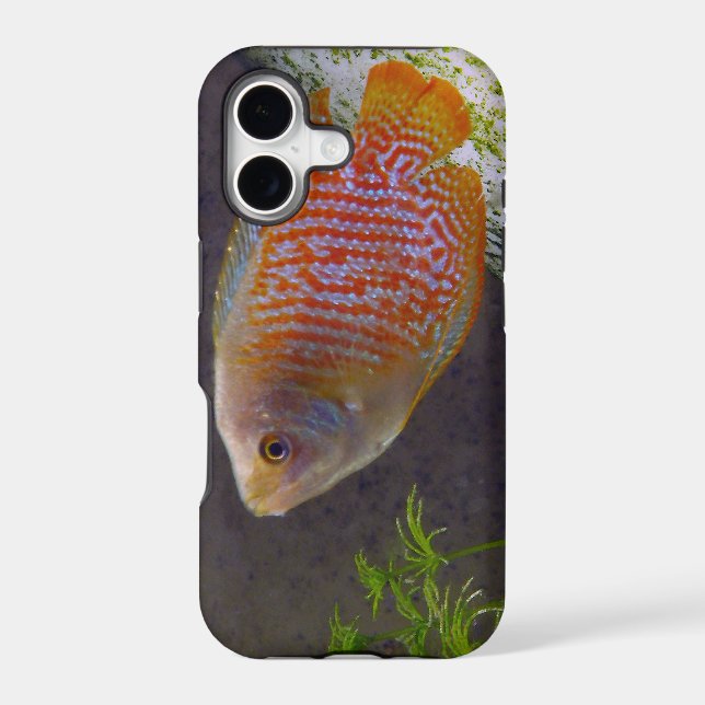 Dwarf Gourami Fish Iphone Case (Back)