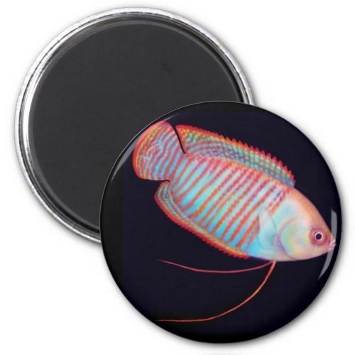 Dwarf Gourami Tropical Fish Magnet