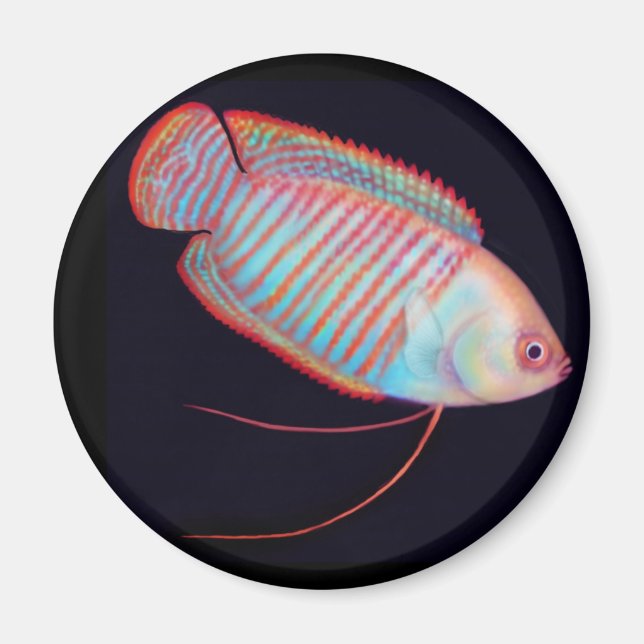 Dwarf Gourami Tropical Fish Magnet (Front)
