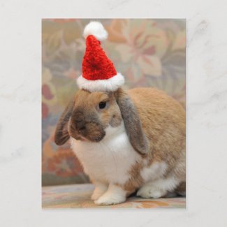 Dwarf lop bunny or rabbit postcard