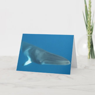 Dwarf Minke Whale Card