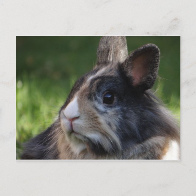 dwarf-rabbit-978y postcard (Front)