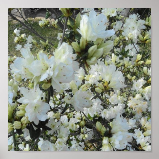 Dwarf White Azaleas Poster (Front)