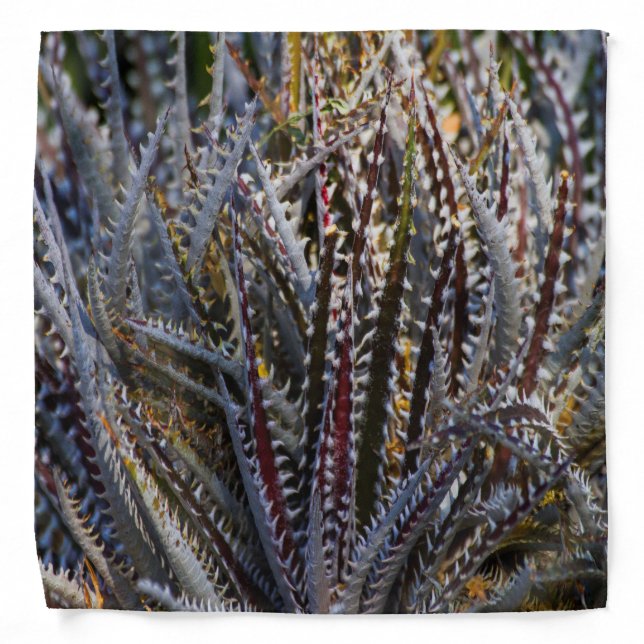 Dyckia Delight Bandana (Front)