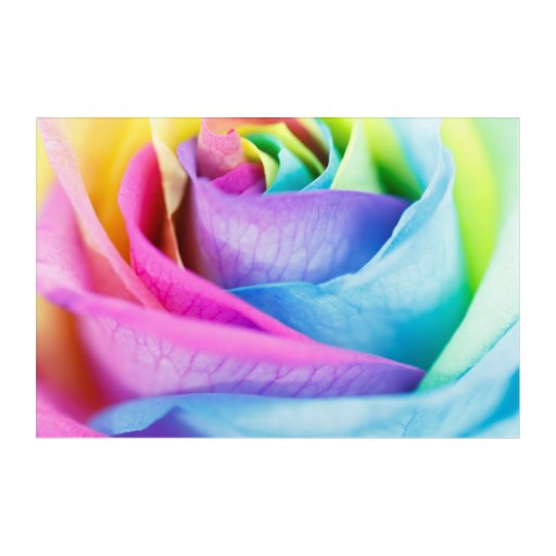 Dyed Rainbow Rose Macro Photo Acrylic Print