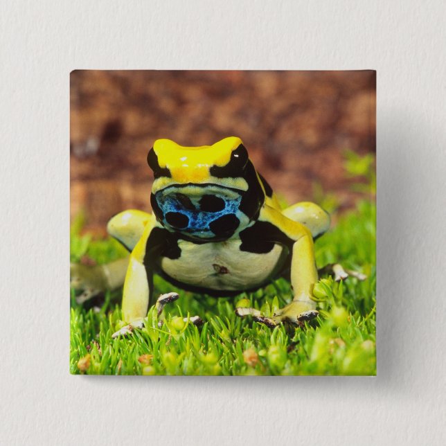 Dyeing Poison Frog, Dendrobates tinctorius, Button (Front)