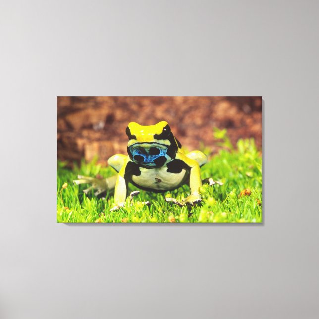Dyeing Poison Frog, Dendrobates tinctorius, Canvas Print (Front)
