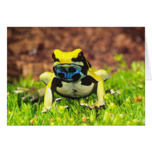 Dyeing Poison Frog, Dendrobates tinctorius, Cards