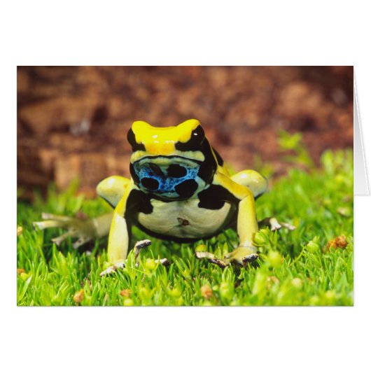 Dyeing Poison Frog, Dendrobates tinctorius, Cards (Front Horizontal)