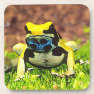 Dyeing Poison Frog, Dendrobates tinctorius, Coaster