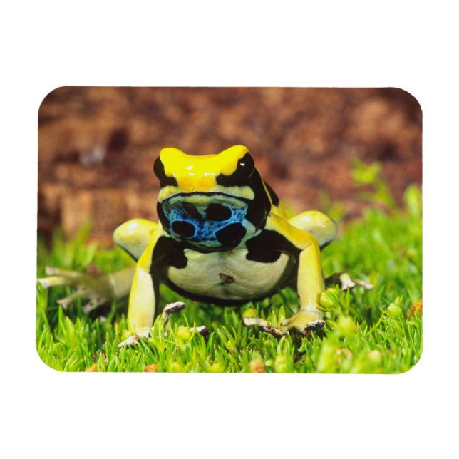 Dyeing Poison Frog, Dendrobates tinctorius, Magnet (Horizontal)