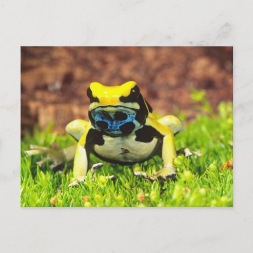 Dyeing Poison Frog Dendrobates tinctorius Postcard