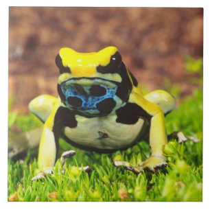 Dyeing Poison Frog, Dendrobates tinctorius, Tile