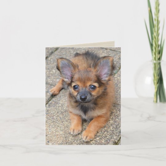 Dylan Cute Long Hair Chihuahua Puppy Birthday Card Zazzle Com