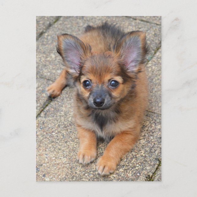Dylan Cute Long Hair Chihuahua Puppy Postcard (Front)