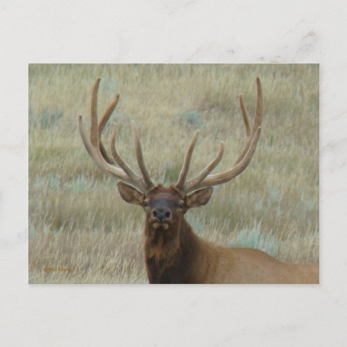 E10 Bull Elk in Velvet Head Shot Postcard