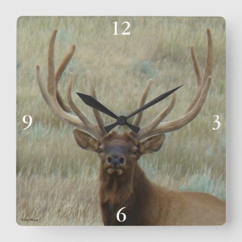 E10 Bull Elk in Velvet Head Shot Square Wall Clock