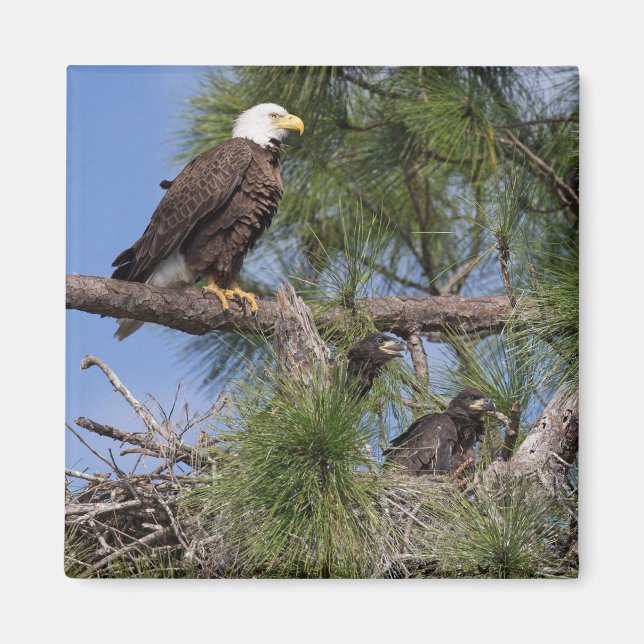 E10 & E11 Magnet (Front)