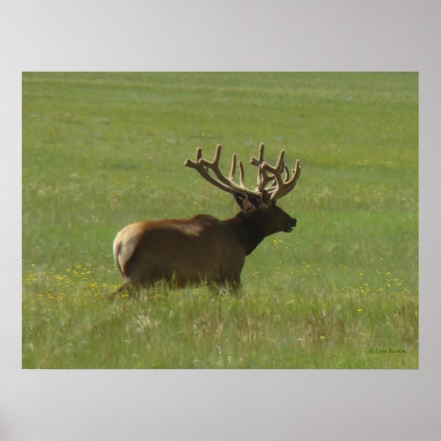 E12 Bull Elk 1 or 2? Poster (Front)