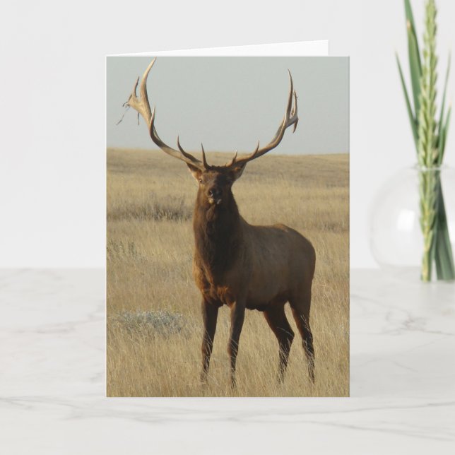 E13 Bull Elk Grass in Horns Card (Front)