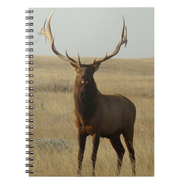 E13 Bull Elk Grass in Horns Notebook (Front)