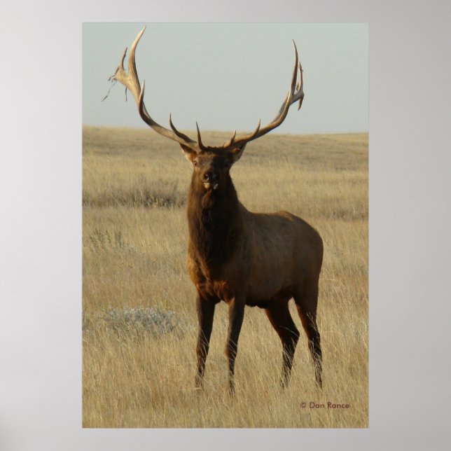 E13 Bull Elk Grass in Horns Poster (Front)