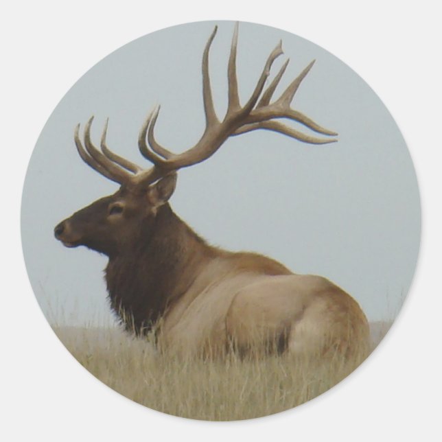 E15 Bull Elk Classic Round Sticker (Front)