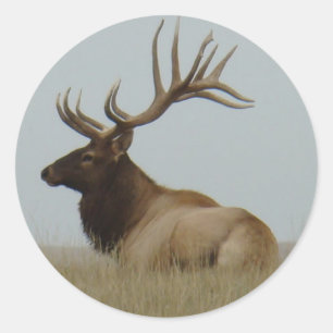 E15 Bull Elk Classic Round Sticker