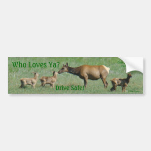 E16 Cow Elk and Calves Bumper Sticker