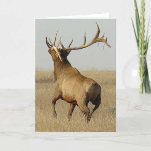 E23 Bull Elk Grass in Horns Card