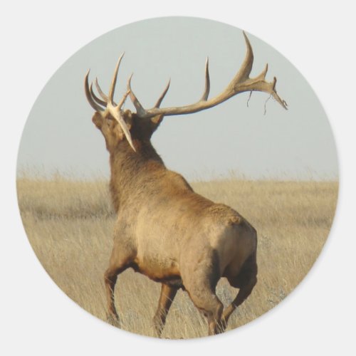 E23 Bull Elk Grass in Horns Classic Round Sticker