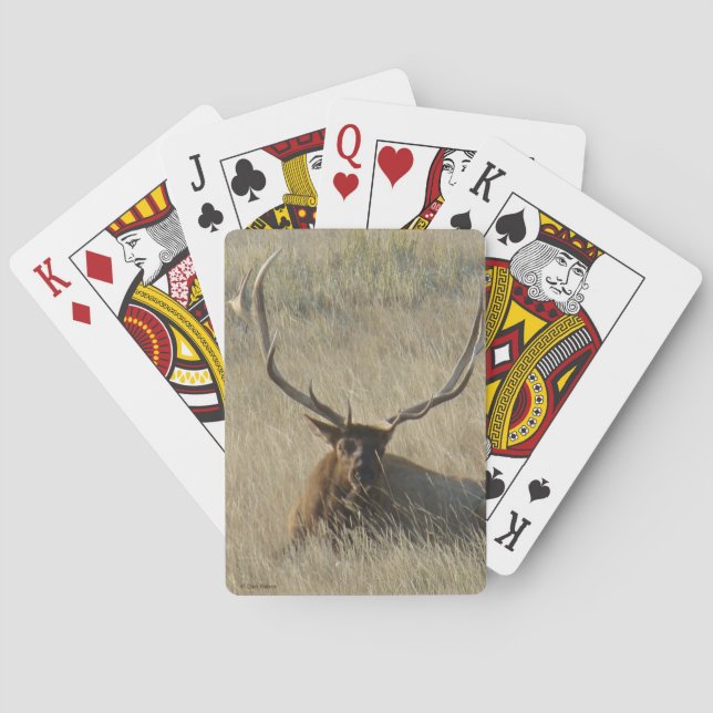 E25 Bull Elk Laying in Grass Poker Cards (Back)