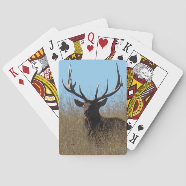 E26 Bull Elk Laying in the Weeds Poker Cards (Back)