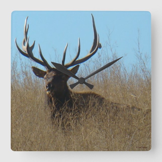 E26 Bull Elk Laying in the Weeds Square Wall Clock (Front)