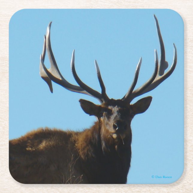 E27 Big Bull Elk Skylined Square Paper Coaster (Front)
